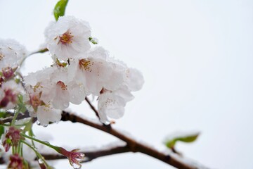 桜に季節外れの雪
