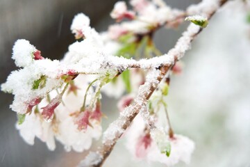 桜に季節外れの雪