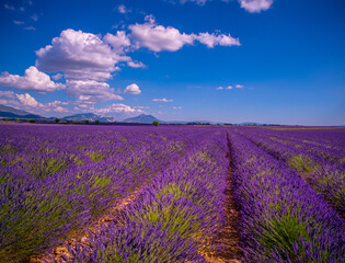 Fototapeta na wymiar Famous lavender fields in France Provence - travel photography