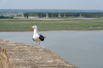 seagull on abbey wall with water views in background at mont st michel in France
