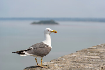 Big fat seagull sitting on wall in castle in Europe
