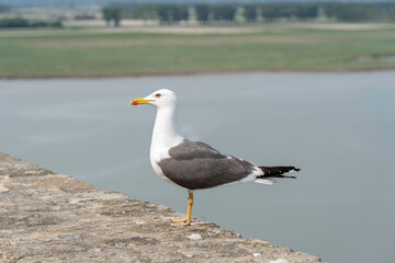 seagull on a wall near the coast, close up
