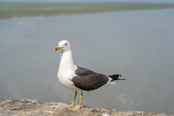 Fototapeta na wymiar seagull on a wall with water views in background 