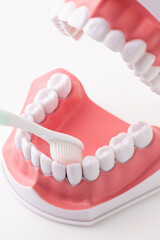 白い背景の前に歯ブラシを当てた歯の模型