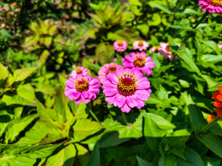 Obraz premium Beautiful Flowers. Close up pink and red flowers.