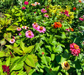 Beautiful Flowers. Close up pink and red flowers.