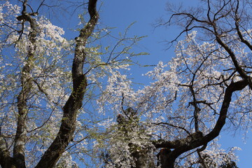 青空と枝垂桜
