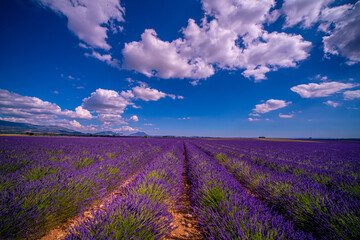 Naklejka na ściany i meble The lavender fields of Valensole Provence in France - travel photography