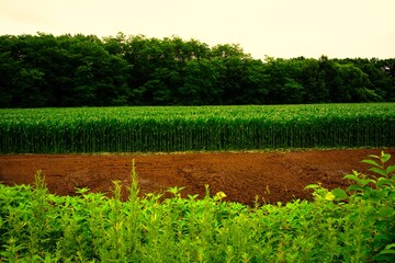 整列されたトウモロコシ畑