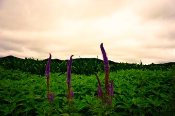 空と広大な畑と奇妙な植物