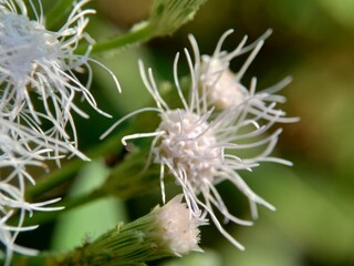 Macro shot Chromolaena odorata (minjangan, Siam weed, Christmas bush, devil weed, floss flower, triffid) flower. Weeds green in the nature background. Soil fertility destroyer plants.