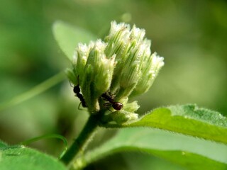 Macro shot Chromolaena odorata (minjangan, Siam weed, Christmas bush, devil weed, floss flower, triffid) flower. Weeds green in the nature background. Soil fertility destroyer plants.
