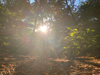 Beautiful natural scenery with backlit light in the forest