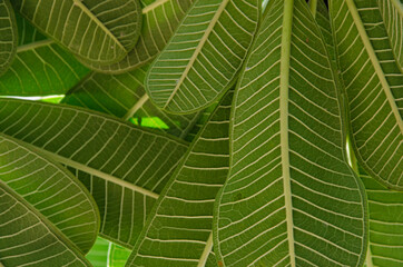 Line vein pattern of underside of plumeria leaves