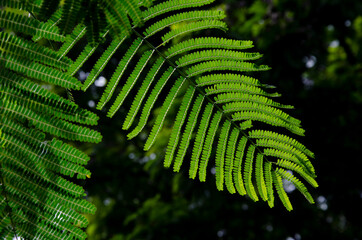 Little green leavs of tree in sunlight