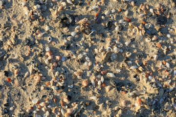 Shells close up sea coast red sand elafonisi beach crete greece covid-19 holidays high quality...