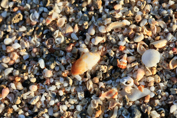 Shells close up sea coast red sand elafonisi beach crete greece covid-19 holidays high quality...