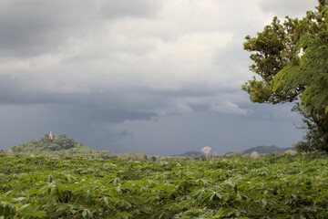 Landscape view of a field of cassava and a stormy horizon