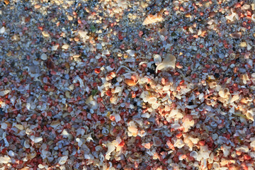Shells close up sea coast red sand elafonisi beach crete greece covid-19 holidays high quality...