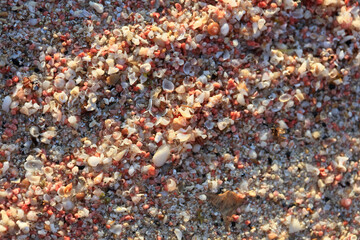 Shells close up sea coast red sand elafonisi beach crete greece covid-19 holidays high quality...