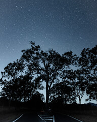 Fototapeta na wymiar stars behind a gum tree