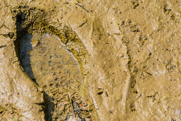 Closeup of human footprint