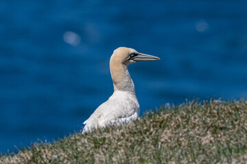 A northern gannet fledgling with its soft downs and feathers. The white and yellow colored bird is sitting on the edge of a cliff near the Atlantic Ocean. The background is dark blue from the water.