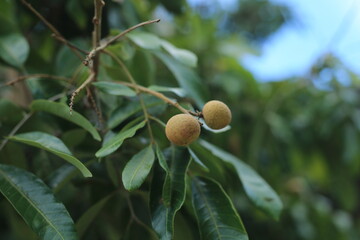 Longan on the tree