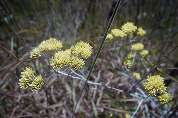 featured flower