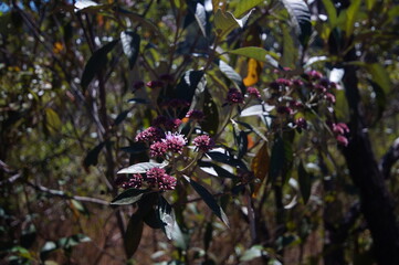featured flower