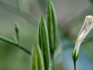 Close up green Andrographis paniculata (creat, sambiloto, green chireta) in the nature. It is an annual herbaceous plant in the family Acanthaceae. Herbs medicine with bitter taste.