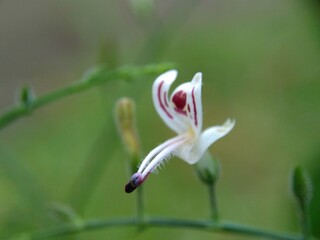 Obraz premium Close up green Andrographis paniculata (creat, sambiloto, green chireta) in the nature. It is an annual herbaceous plant in the family Acanthaceae. Herbs medicine with bitter taste.