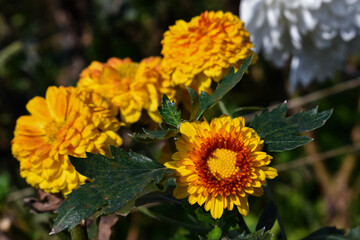 bee on yellow flower