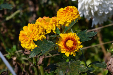 yellow flower in the garden