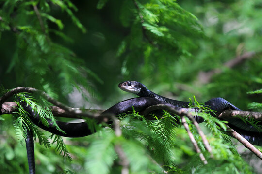 Side profile of black snake with white spot hanging in tree with body draped over branches with green foliage and blurry background