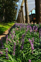 Close up of row of purple flowers and columns on Maymont gilded age mansion garden grounds in Virginia