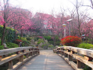 Classic bridge in Asia with flowers around.