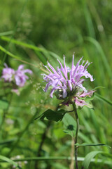 Wild bergamot bloom at Linne Woods in Morton Grove, Illinois