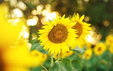 Beautiful nature view of sunflower on blurred background in the field