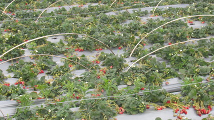 Strawberries harvested in the city of Dali in Yunnan in China.