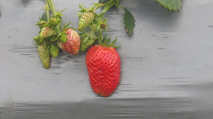 Strawberries harvested in the city of Dali in Yunnan in China.