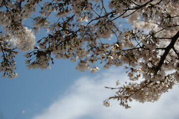 さくら