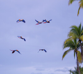 blue and yellow scarlet macaw in flight