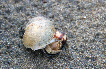 hermit crab on the beach