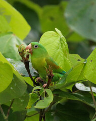 green parrot on branch