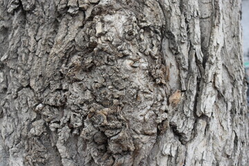 tree bark texture