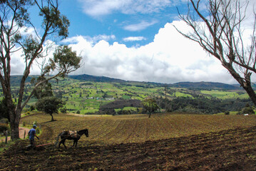Campesino sembrando