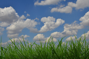 Fototapeta premium White clouds in blue sky over green grass field