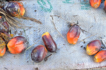 photo of a collection of red palm fruit.
palm on top of the sack