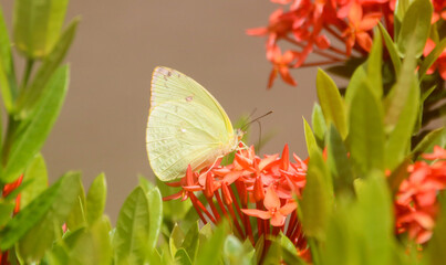 butterfly on a flower